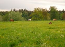 2013-05-19_Iffeldorf_Aiderbichl (87)b.JPG